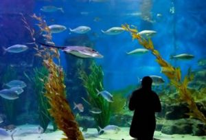 Melbourne Aquarium - St Kilda Accommodation