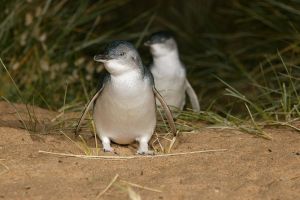 Express Expedition to Phillip Island Penguin Wildlife Encounter Evening Tour - St Kilda Accommodation