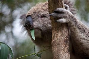 Phillip Island Koala Conservation Centre Entry ticket - St Kilda Accommodation